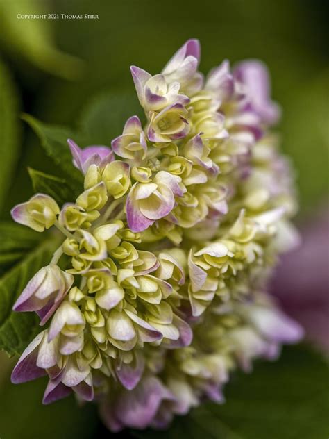 Shallow DOF with M4/3 - Small Sensor Photography by … - balustradellc