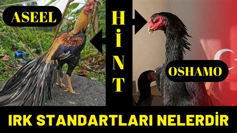 SHAMO VE ASEEL IRKLARININ IRK STANDARTLARI.