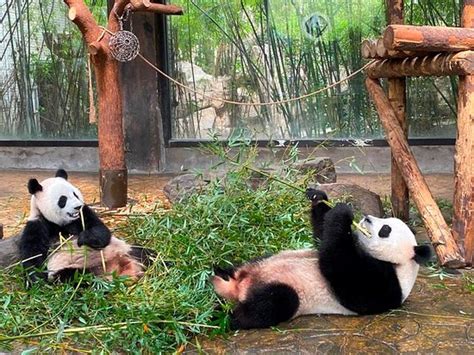 SHANGHAI WILD ANIMAL PARK - All You Need to Know BEFORE …