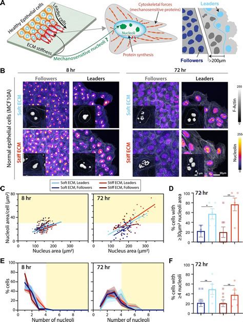 Shape-Independent Fluidization in Epithelial Cell Monolayers. - muktibox.com
