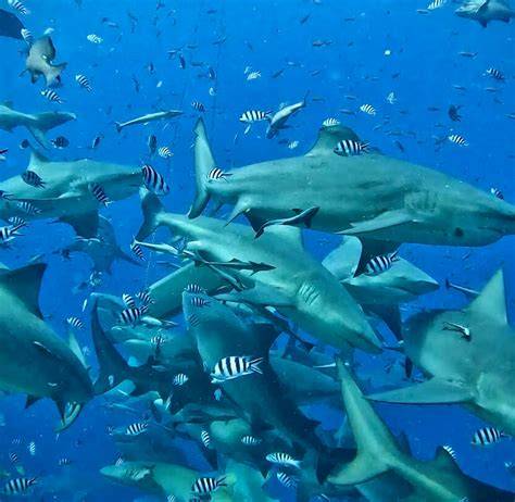 Shark Conservation Volunteer | Top 10 Programs 2026 | Volunteer World - raincitystudios.com