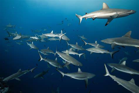 Shark Research | Bimini Biological Field Station - Shark … - raincitystudios.com