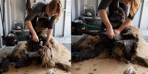 Shedding Light on Sheep Shearing: 3-Part Series for - raincitystudios.com