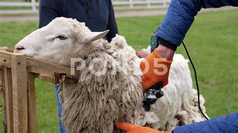 Sheep 101: Shearing - raincitystudios.com