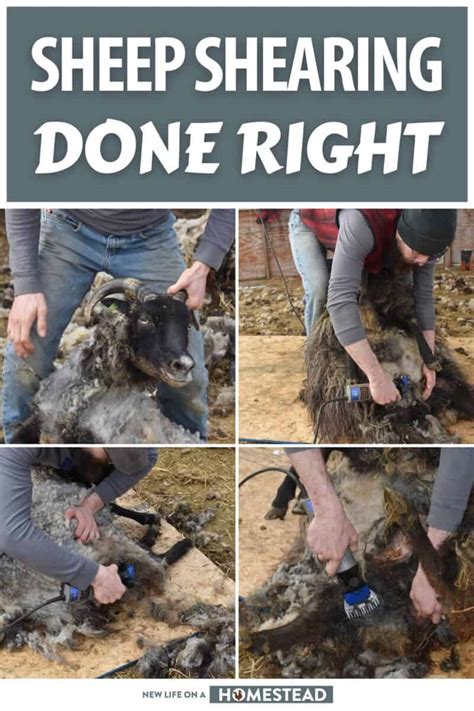 Sheep 201: Shearing - raincitystudios.com