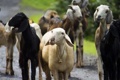 Sheep and goats - Livestock identification and … - coolestguyplanet.net