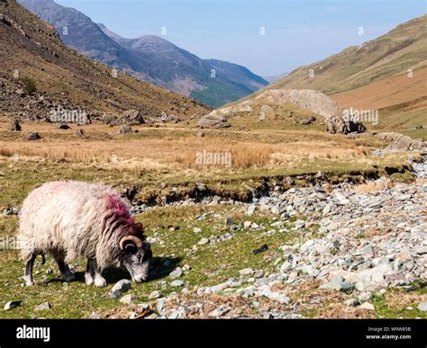 Sheep by River in Mountains of Lake District England - Original Oil on ... - balustradellc