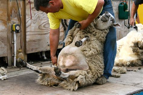 Sheep shearing - raincitystudios.com