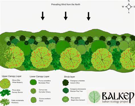 Shelterbelt design | Erosion | Soil - Agriculture Victoria - raincitystudios.com
