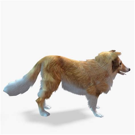 Sheltie 3D Model | 3D Animals | Unity Asset Store - muktibox.com