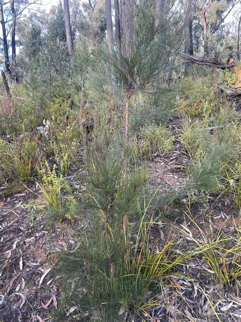 Sheoak - Backyard Buddies - raincitystudios.com