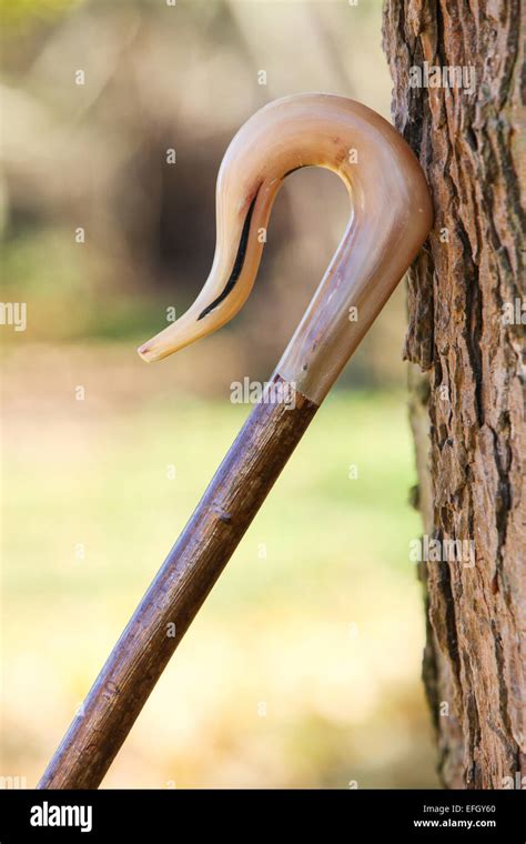 SHEPHERDS CROOK WANDERSTOCK, HANDGESCHNITZTER RAM …