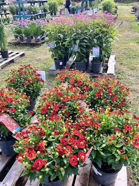 Sherwood Florist and Garden Center - Flowers, … - raincitystudios.com