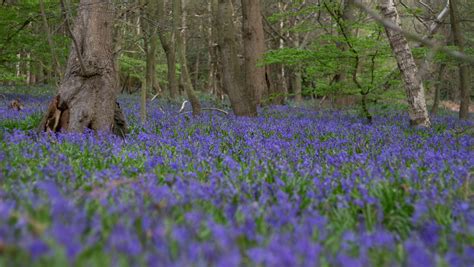 Sherwood Pines | Forestry England - raincitystudios.com