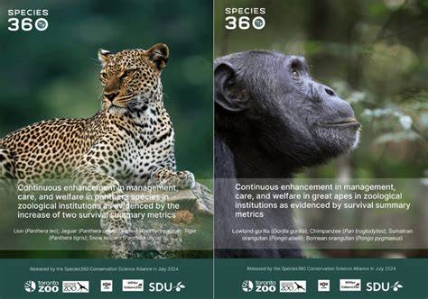 Shifting apes: Conservation and welfare outcomes of … - raincitystudios.com