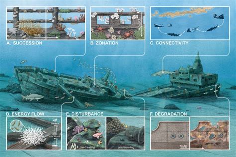 Shipwreck ecology: Understanding the function and … - raincitystudios.com