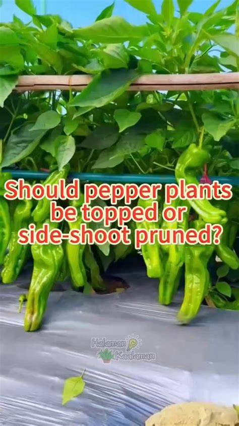 Shoot Pruning - an overview | ScienceDirect Topics - raincitystudios.com