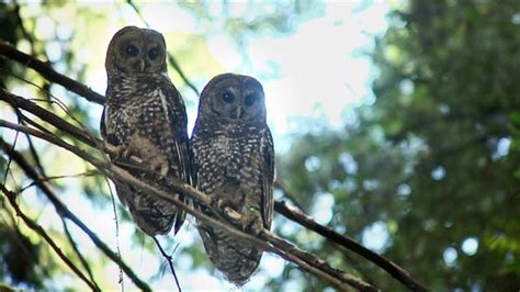 Shooting Owls to Save Other Owls | National Geographic - balustradellc