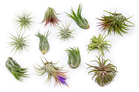 Shop Air Plant & Tillandsia Containers｜Ceramic, Wood & Glass Holders - muktibox.com