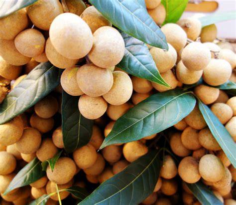 Shop Our Collection of Logan Fruit Trees | Eureka Farms - raincitystudios.com