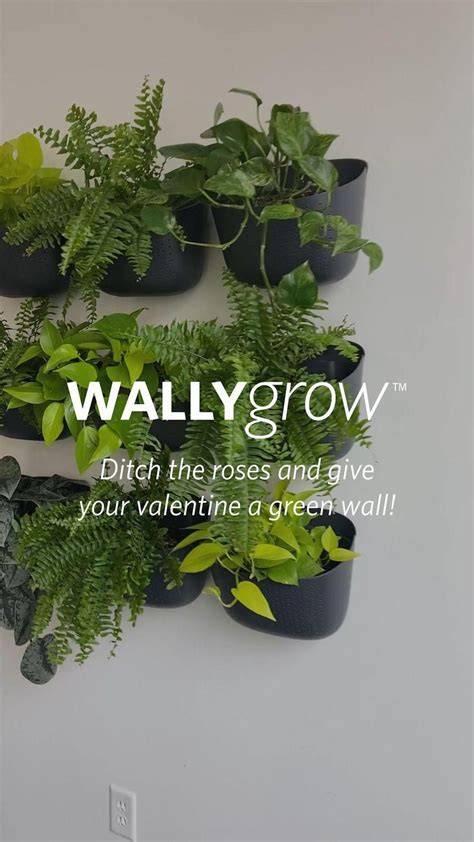 Shop WallyGrow - raincitystudios.com