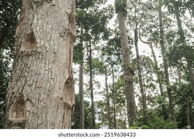 Shorea Javanica: Damar Tree Overview | PDF | Trees | Wood - raincitystudios.com