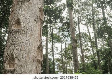 Shorea javanica (damar) | CABI Compendium - raincitystudios.com