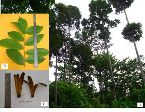 Shorea javanica - Useful Tropical Plants - The Ferns - raincitystudios.com