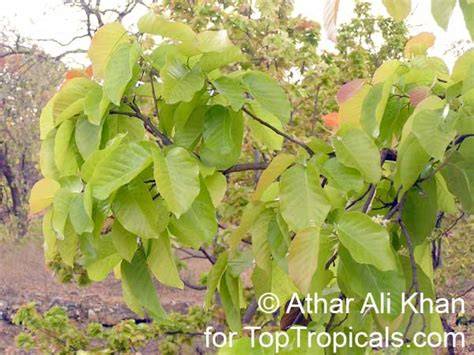 Shorea robusta Sal Tree PFAF Plant Database - raincitystudios.com