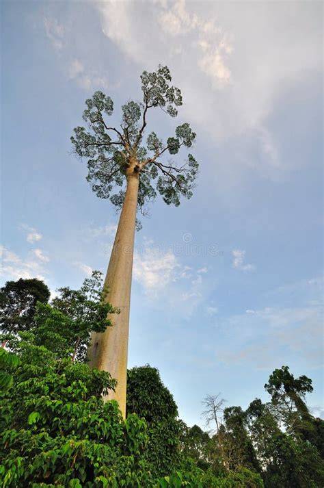 Shorea Tree royalty-free images - Shutterstock - raincitystudios.com
