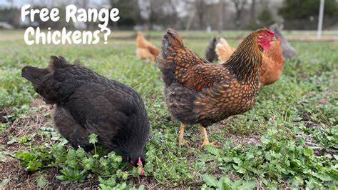 Should I Free Range My Chickens - Free Chicken Coop Plans - raincitystudios.com