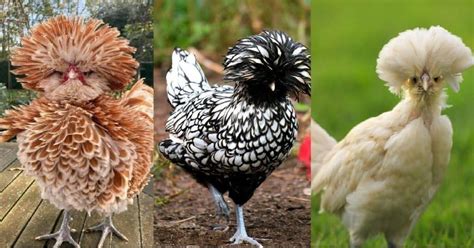 show chickens breeds - PoultryWizard - balustradellc