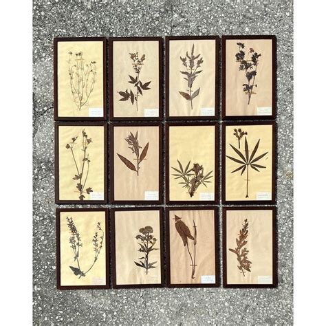 Showcase Specimens in Herbarium & Botany … - raincitystudios.com