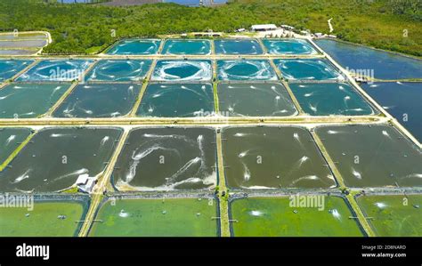 SHRIMP CULTURE: POND DESIGN, OPERATION … - raincitystudios.com