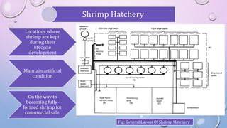 Shrimp Hatchery Design, Operation and Management - raincitystudios.com