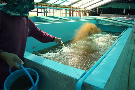 Shrimp Hatchery Feeds | Choosing the right feeds for shrimp PL … - raincitystudios.com