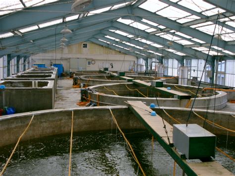 Shrimp Hatchery for Aquaculture|TROFIMAR - Virbac - raincitystudios.com