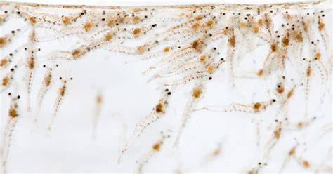 Shrimp Larvae Management Guide - Amazon Web Services - raincitystudios.com