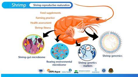 Shrimp Physiology and Feed Formulation | Feedia - TECHNA - raincitystudios.com