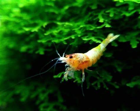 Shrimp Snapping Noise and Sonar Interference: Underwater Acoustic ... - raincitystudios.com