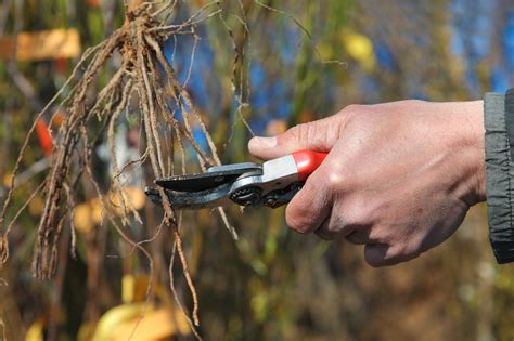 Shrub And Tree Root Pruning - Gardening Know How - raincitystudios.com