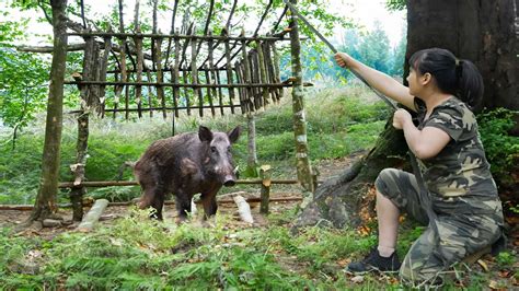 Shut Down and be Quiet! The Wild Boar Is Coming.../ How to Lure Wild ... - balustradellc