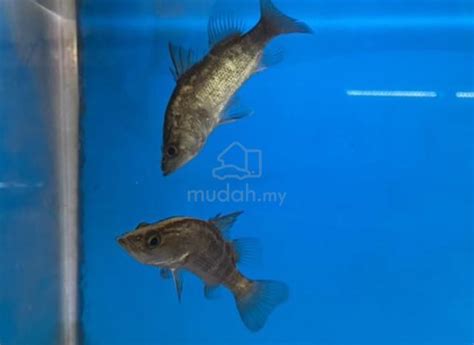 Siakap Air Tawar / Freshwater Seabass - balustradellc