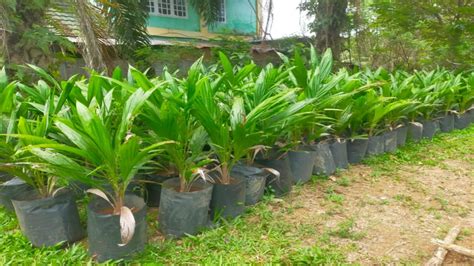 Siap Ditanam #bibit #tanaman #buah #anggur - raincitystudios.com