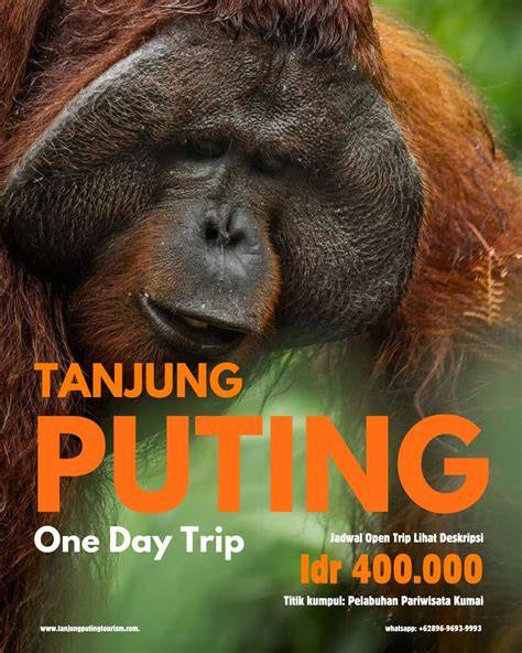 Siap meluncur Info tour tanjung puting (wonderful ... - raincitystudios.com