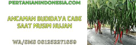 Siasat Budidaya Cabai di Musim Hujan - Trubus - balustradellc