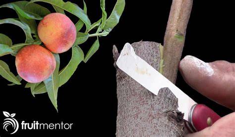 Side Grafting Fruit Trees with a High Success Rate - raincitystudios.com
