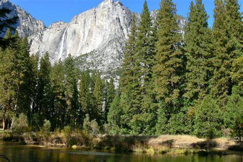 Sierra Nevada lower montane forest - raincitystudios.com