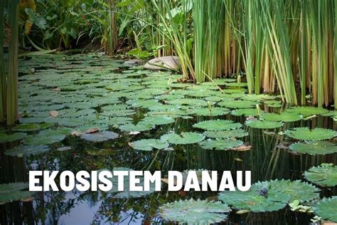Sifat dan Proses Ekosistem Danau - muktibox.com