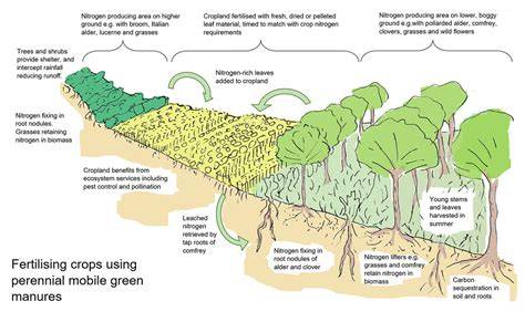 Significance and Management of Green Manures - Springer - raincitystudios.com